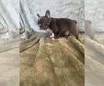 Small #3 French Bulldog