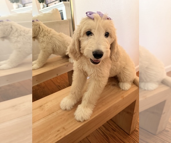 Medium Photo #1 Goldador Doodle Puppy For Sale in SACRAMENTO, CA, USA