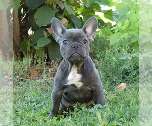 French Bulldog Puppy for sale in EMPIRE STATE, NY, USA
