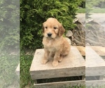 Small Photo #1 Goldendoodle Puppy For Sale in GOSHEN, IN, USA