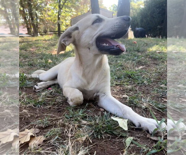 Medium Photo #3 Labrador Retriever-Unknown Mix Puppy For Sale in OKLAHOMA CITY, OK, USA