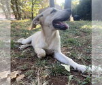 Small #2 Labrador Retriever Mix