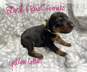 Medium Doberman Pinscher