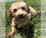 Small #2 Shih-Poo