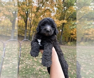 Goldendoodle Puppy for sale in WENTZVILLE, MO, USA