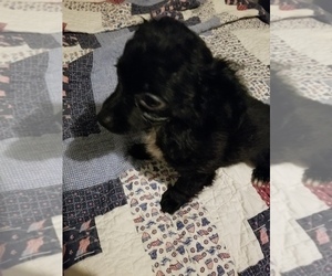 Chiranian Puppy for sale in GRANDVIEW, TX, USA