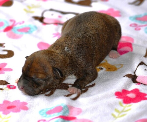 Medium Photo #6 Rat Terrier Puppy For Sale in PETERSBURG, PA, USA