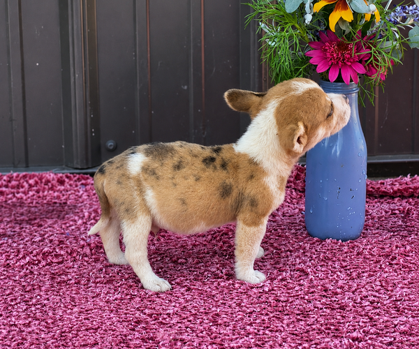 Medium Photo #22 Augi Puppy For Sale in MEADOWS OF DAN, VA, USA