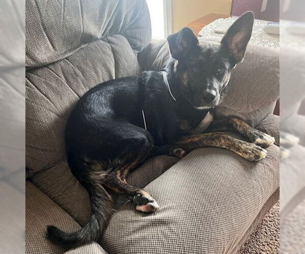 Medium Photo #11 American Pit Bull Terrier-German Shepherd Dog Mix Puppy For Sale in Fargo, ND, USA