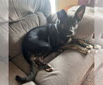 Small #10 American Pit Bull Terrier-German Shepherd Dog Mix