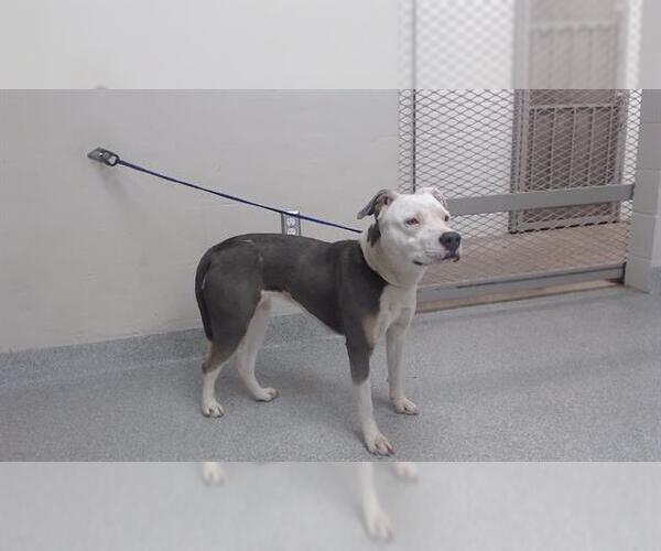 Medium Photo #1 American Pit Bull Terrier Puppy For Sale in Pasadena, TX, USA