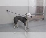 Small American Pit Bull Terrier
