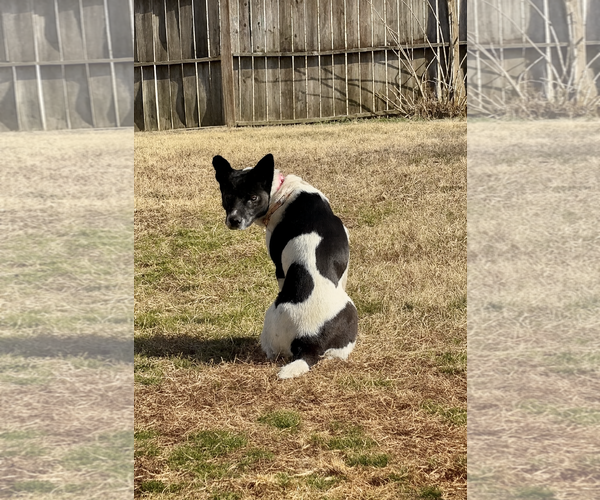 Medium Photo #2 Mutt Puppy For Sale in Holly Springs, NC, USA