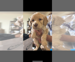 Puppy Blonde female Goldendoodle