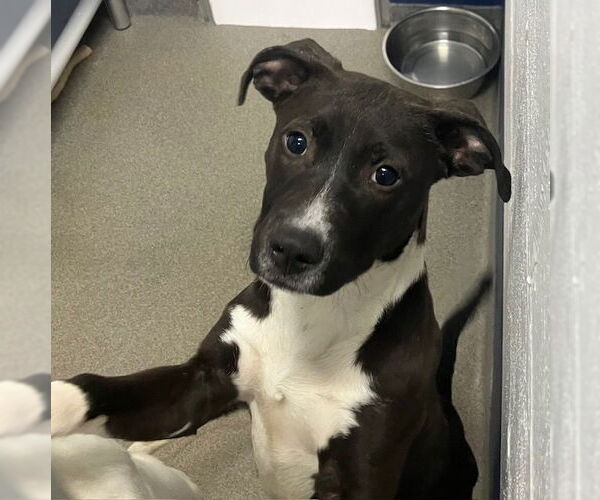 Medium Photo #1 Mutt Puppy For Sale in Sterling, MA, USA