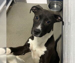 Mutt Dogs for adoption in Sterling, MA, USA