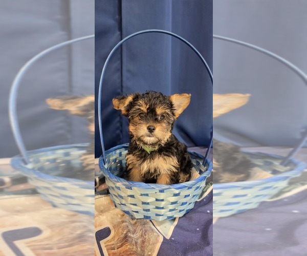Medium Photo #22 Yorkshire Terrier Puppy For Sale in HUNTSVILLE, AL, USA