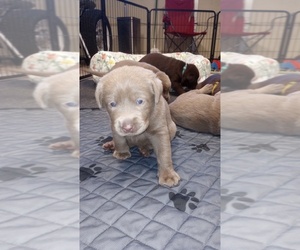 Labrador Retriever Puppy for sale in TEMECULA, CA, USA