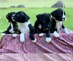 Small Photo #9 Boxer Puppy For Sale in ELDON, MO, USA