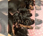 Small Photo #3 Doberman Pinscher Puppy For Sale in HORTONVILLE, WI, USA