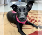 Small Labrador Retriever Mix