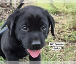 Small Photo #77 Labrador Retriever Puppy For Sale in EDGEWOOD, TX, USA
