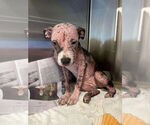 Small #3 American Pit Bull Terrier Mix
