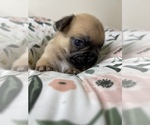 Small Photo #2 French Bulldog Puppy For Sale in RANDOLPH, MA, USA