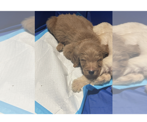 Medium Photo #12 Goldendoodle Puppy For Sale in NEW YORK, NY, USA