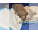 Small Photo #12 Goldendoodle Puppy For Sale in NEW YORK, NY, USA