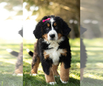 Small Photo #2 Bernese Mountain Dog Puppy For Sale in SHIPSHEWANA, IN, USA