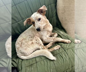 Lila - Female Mutt Dog for Adoption - Photo #4