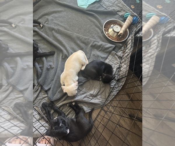 Medium Photo #8 Mutt Puppy For Sale in ORANGE, CA, USA