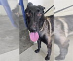 MALIGATOR - Male Mutt Dog for Adoption - Small photo