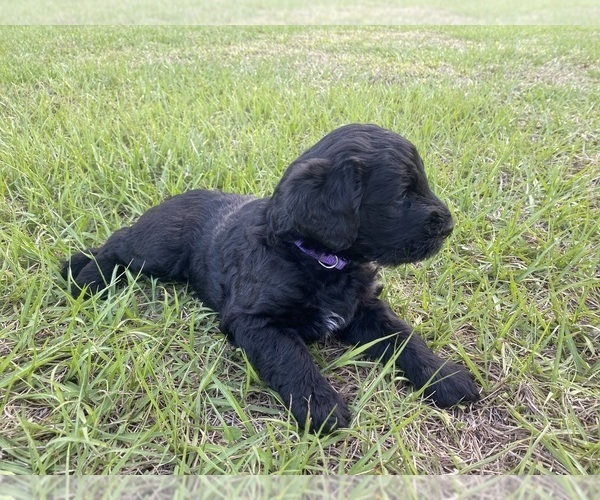Medium Photo #36 Doodle-Goldendoodle Mix Puppy For Sale in DADE CITY, FL, USA