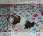 Small Photo #4 Lhasa Apso Puppy For Sale in ORO VALLEY, AZ, USA