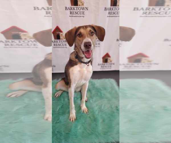 Medium Photo #4 Mutt Puppy For Sale in Bardstown, KY, USA