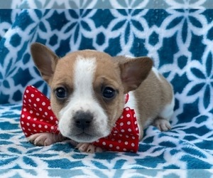 French Bulldog-Jack Russell Terrier Mix Puppy for sale in LAKELAND, FL, USA