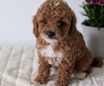 Small #6 Goldendoodle (Miniature)