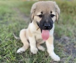 Small Photo #22 Anatolian Shepherd Puppy For Sale in ROBSTOWN, TX, USA