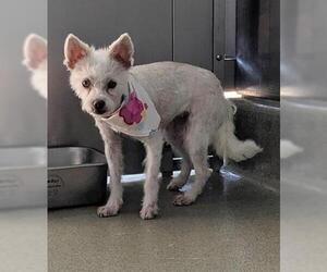 Mutt Dogs for adoption in San Martin, CA, USA