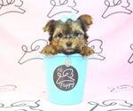 Small Photo #22 Yorkshire Terrier Puppy For Sale in LAS VEGAS, NV, USA