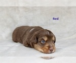 Puppy Red Miniature Australian Shepherd
