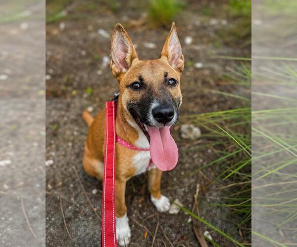 Medium Photo #1 German Shepherd Dog-Unknown Mix Puppy For Sale in Pompano Beach , FL, USA