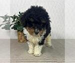 Small #3 Bernedoodle (Miniature)