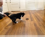 Small Photo #16 Border Collie Puppy For Sale in KANSAS CITY, MO, USA
