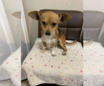 Small #1 Chihuahua Mix