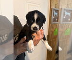 Small #2 Mutt