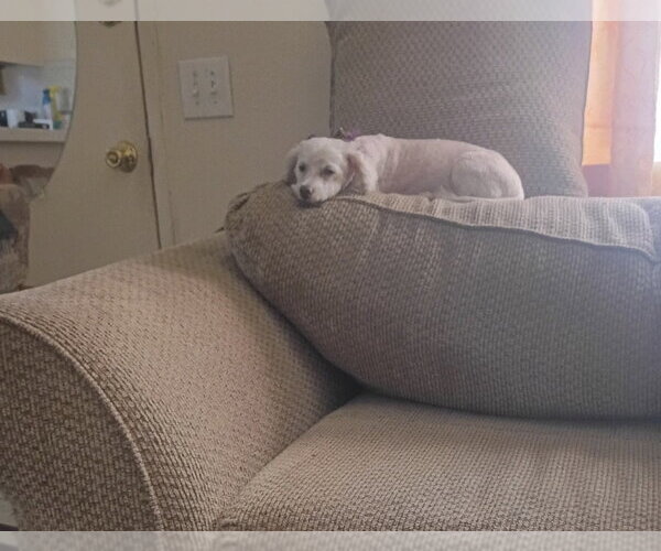 Medium Photo #2 Poodle (Miniature)-Unknown Mix Puppy For Sale in Apple Valley, CA, USA