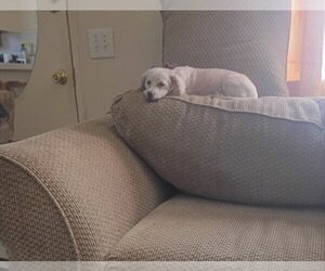 Stacy - Female Poodle (Miniature)-Unknown Mix Dog for Adoption - Photo #2